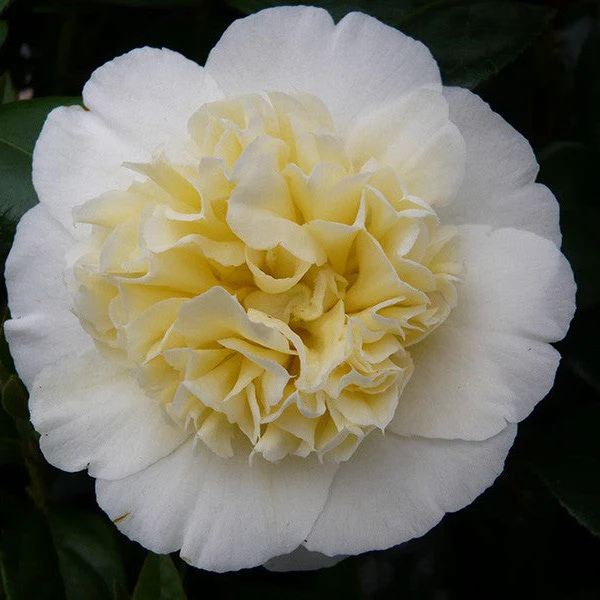 CAMELLIA J. BRUSHFIELD S YELLOW