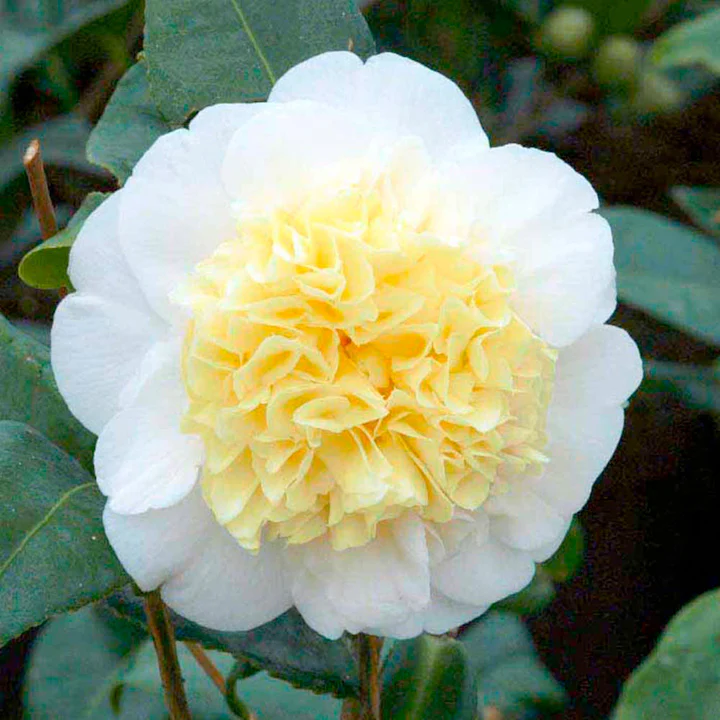 Camellia j. Brushfields Yellow