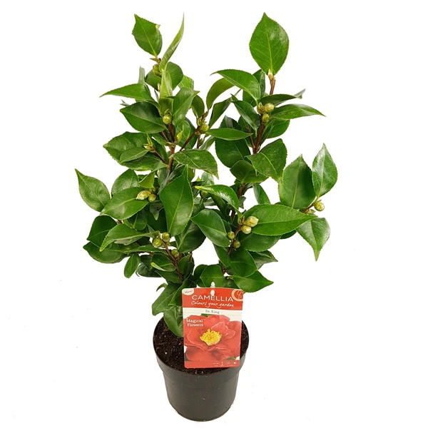 Camellia j. Dr King - Image 3