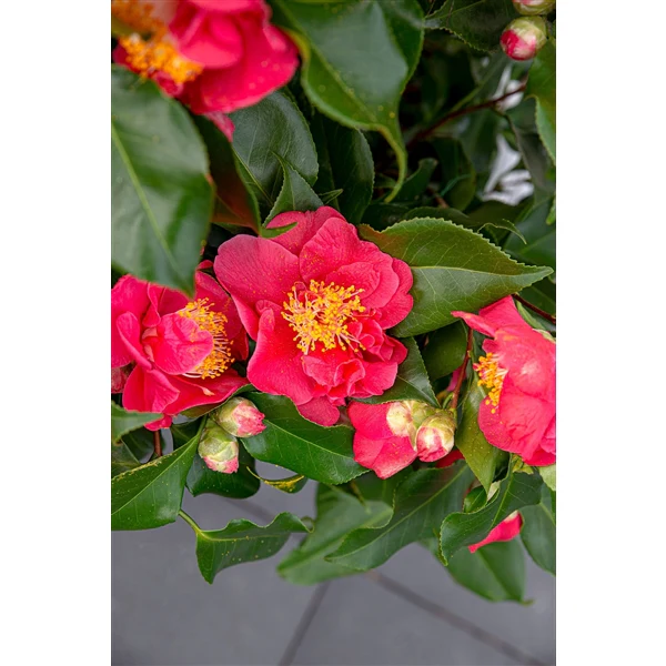 Camellia j. Dr King - Image 4