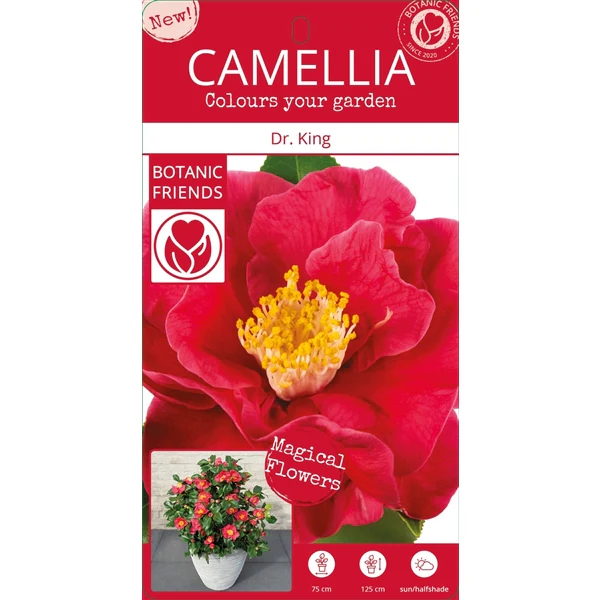 Camellia j. Dr King - Image 5