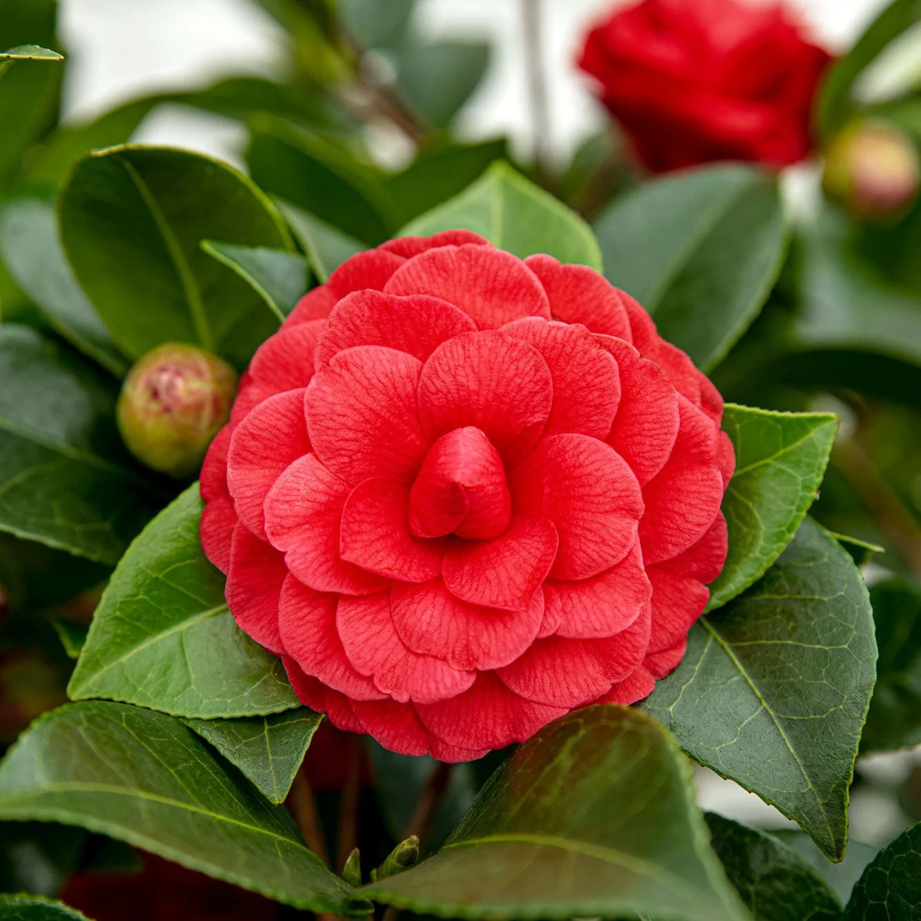 Camellia jap. Black Lace - Image 2