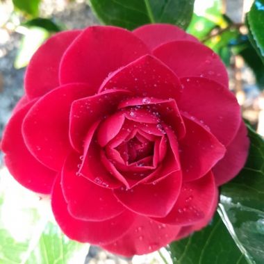 Camellia jap. Black Lace - Image 6