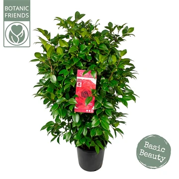 Camellia jap. Black Lace - Image 4