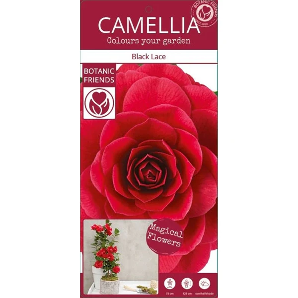 Camellia jap. Black Lace - Image 5