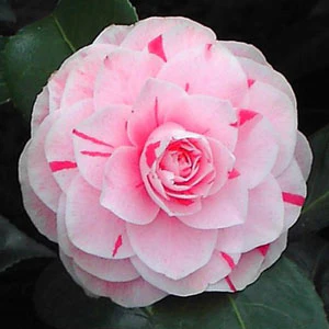 Camellia jap. Bonomiana