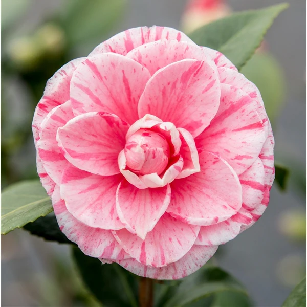 Camellia Jap Bonomiana - Image 2