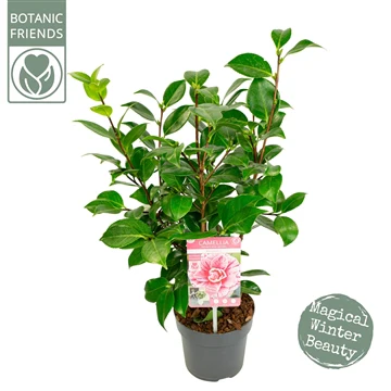 Camellia Jap Bonomiana - Image 3