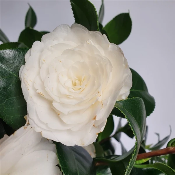 Camellia jap. Centifolia Alba - Image 2