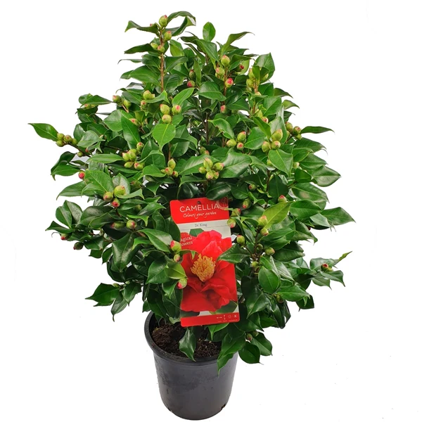 Camellia jap. Dr. King - Image 2