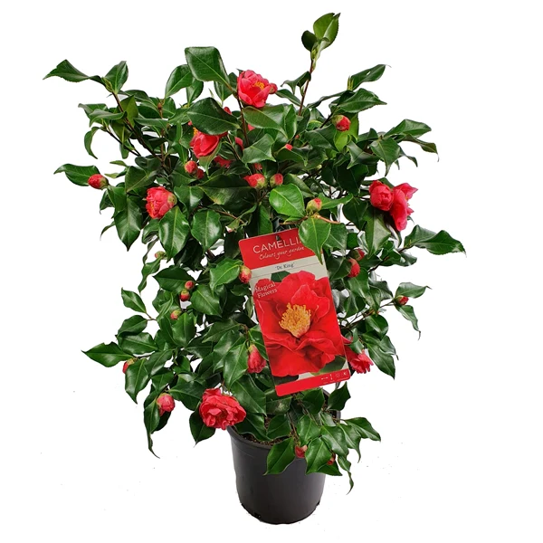 Camellia jap. Dr. King - Image 3