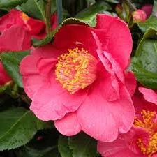 Camellia jap. Dr. King - Image 2
