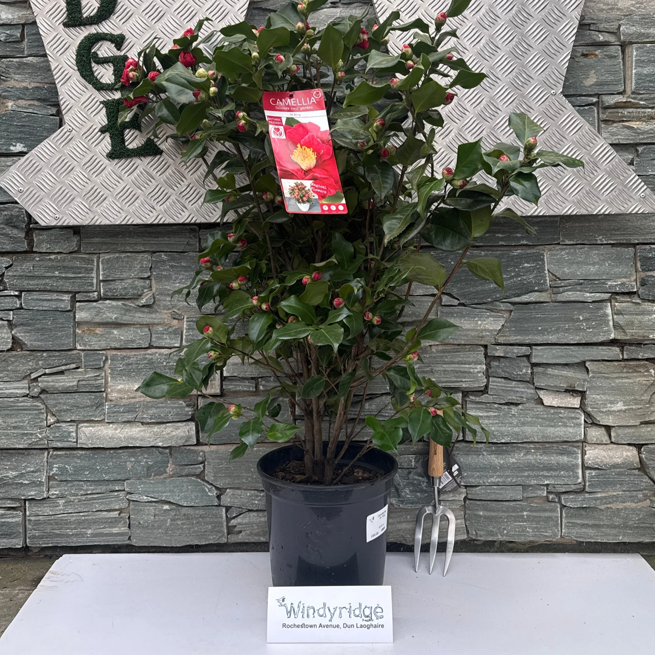 Camellia jap Dr King - Image 3