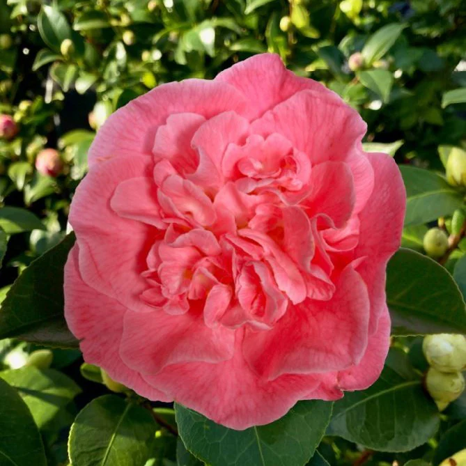 Camellia jap. Marie Bracey C6,5 - Image 2