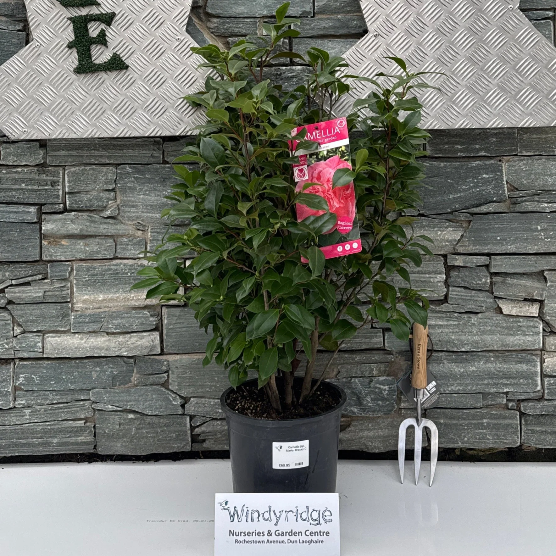 Camellia jap. Marie Bracey C6,5 - Image 3