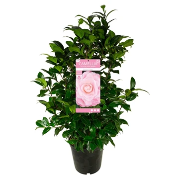 Camellia jap. Nuccios Cameo - Image 3