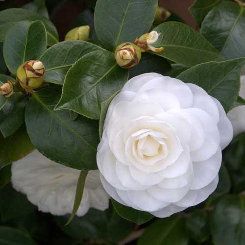 Camellia jap. Nuccios Gem - Image 5