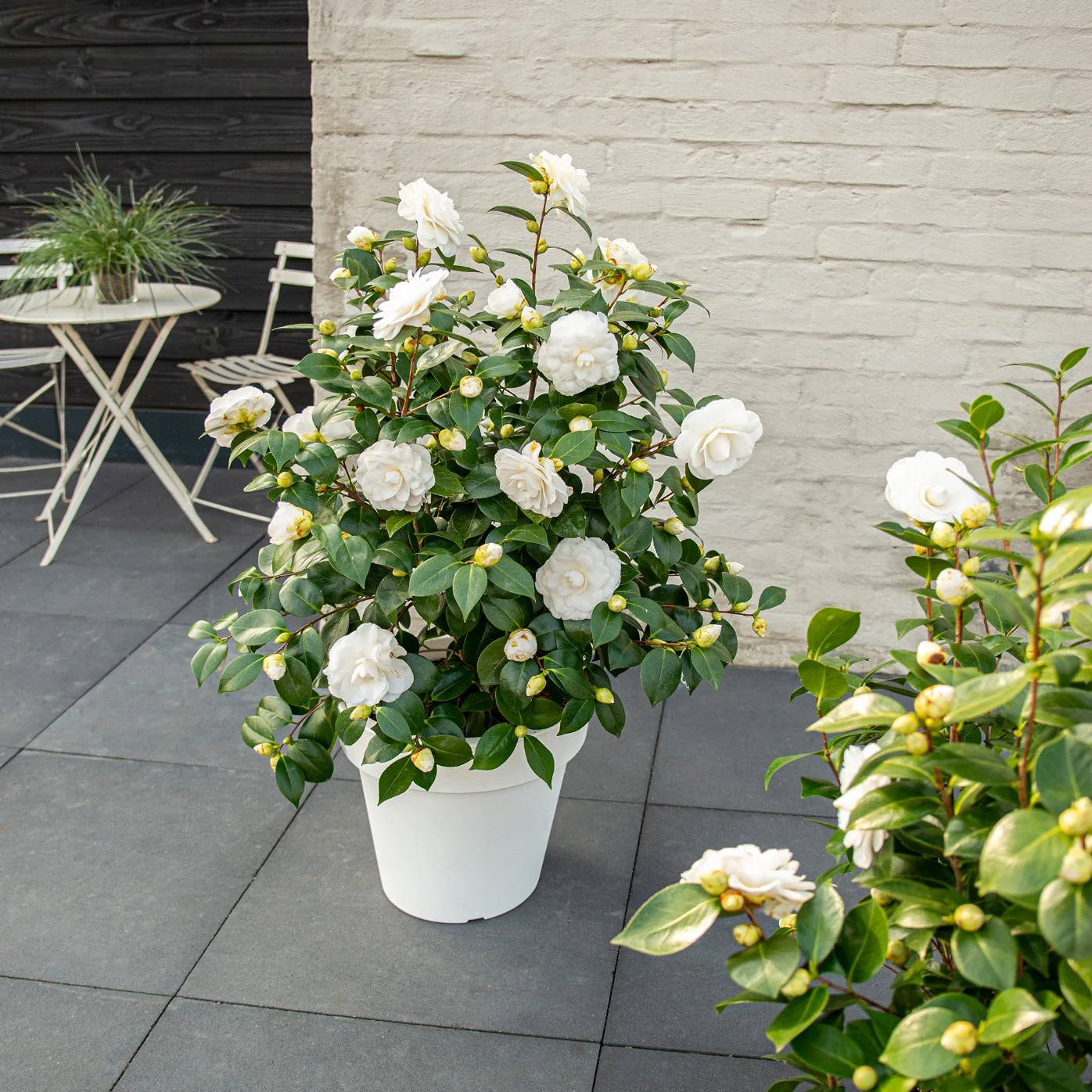 Camellia jap. Nuccios Gem - Image 6