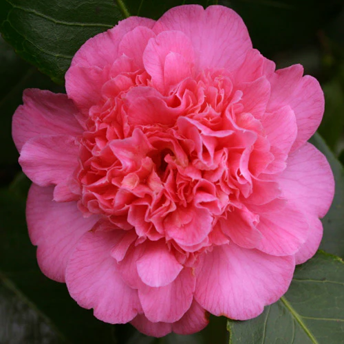 Camellia jap. Preston Rose