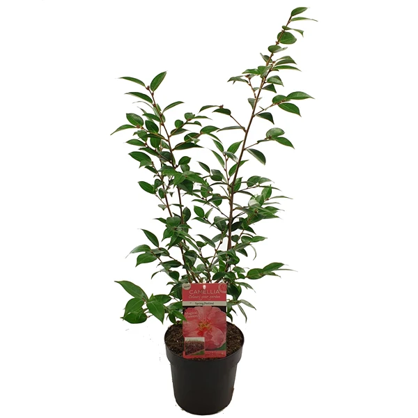 Camellia jap. Spring Festival - Image 2