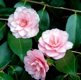 Camellia jap. Spring Festival - Image 4