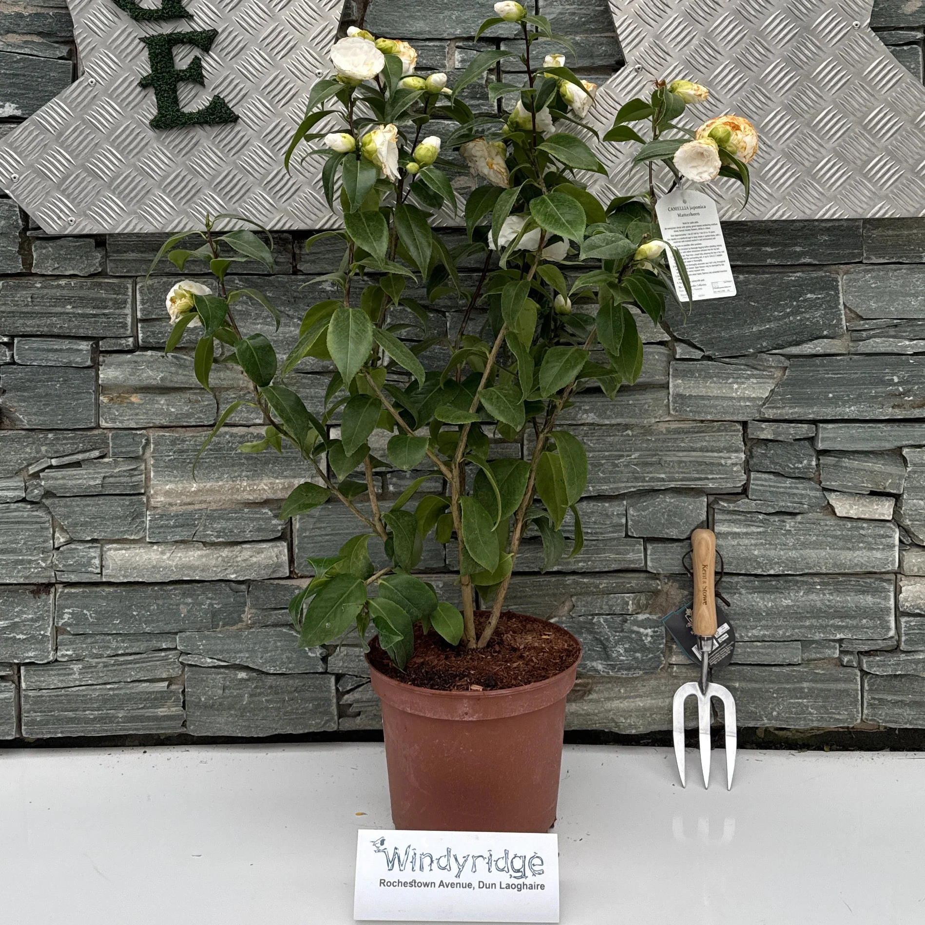 CAMELLIA JAPONICA MATTERHORN