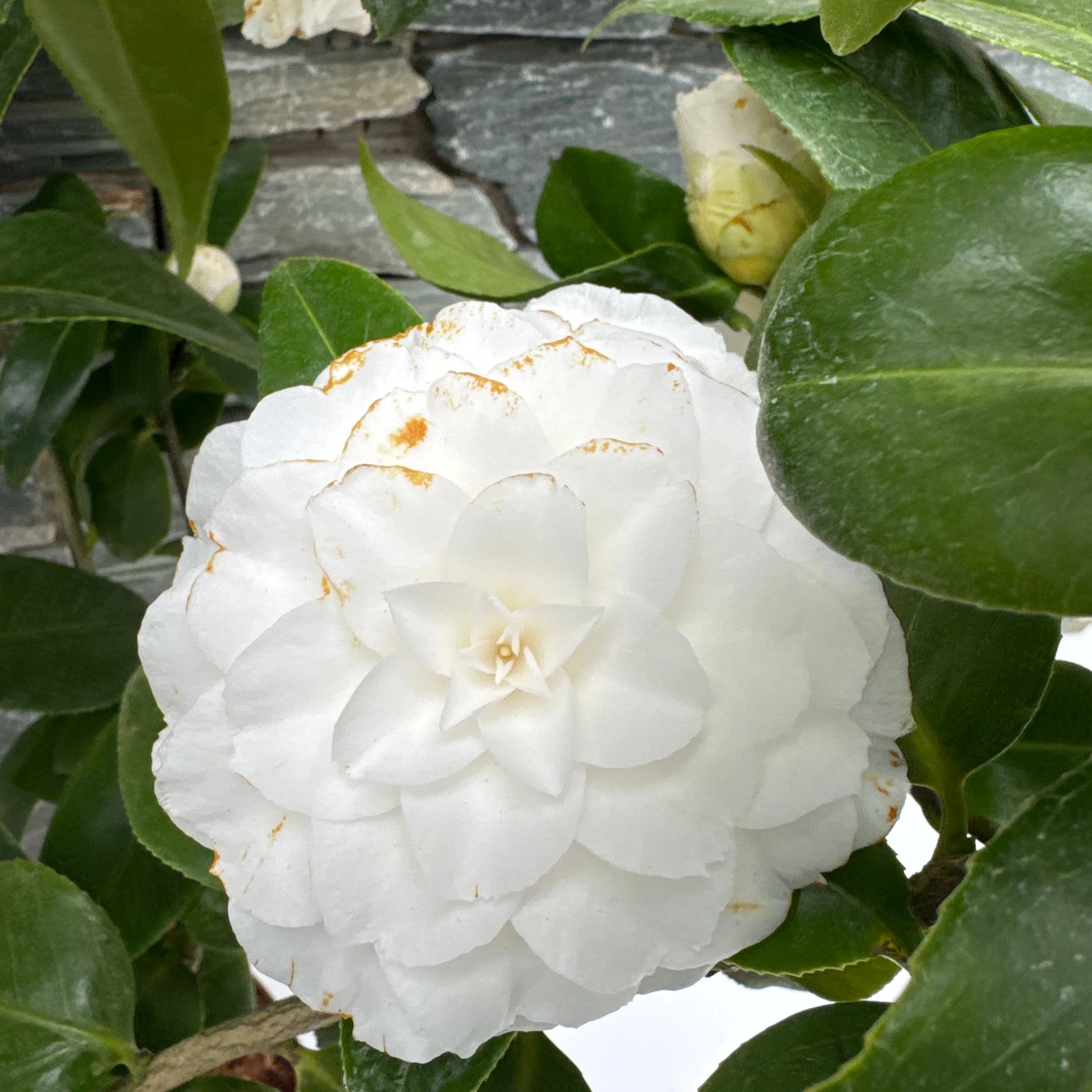 CAMELLIA JAPONICA MATTERHORN - Image 2