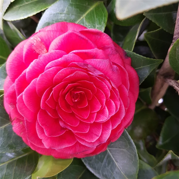 Camellia ret. Black Lace