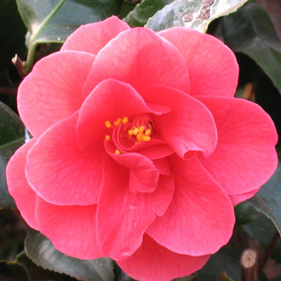 Camellia ret. Mary Williams