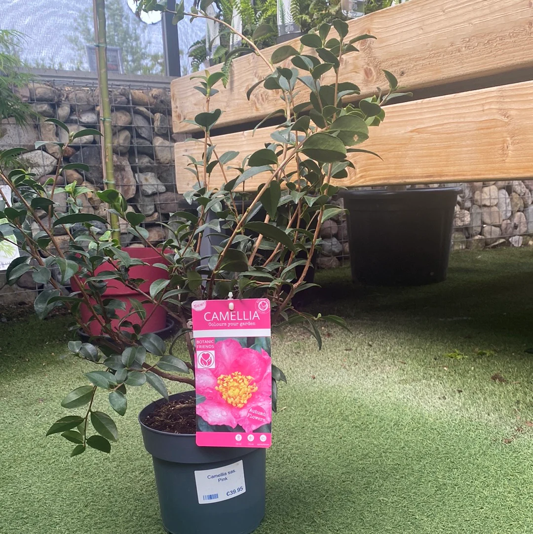 Camellia sas. Pink - Image 5