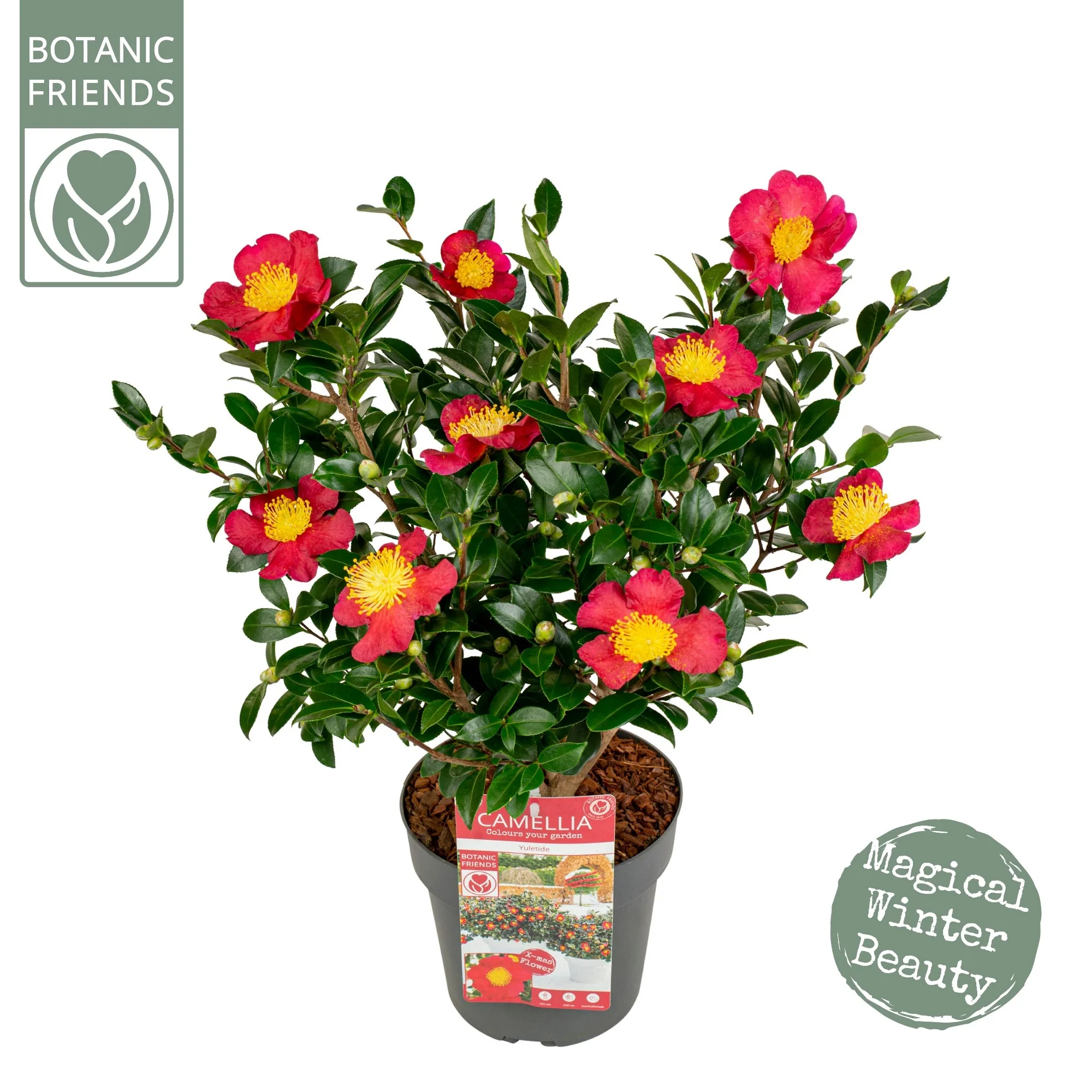 Camellia sas. Yuletide - Image 4