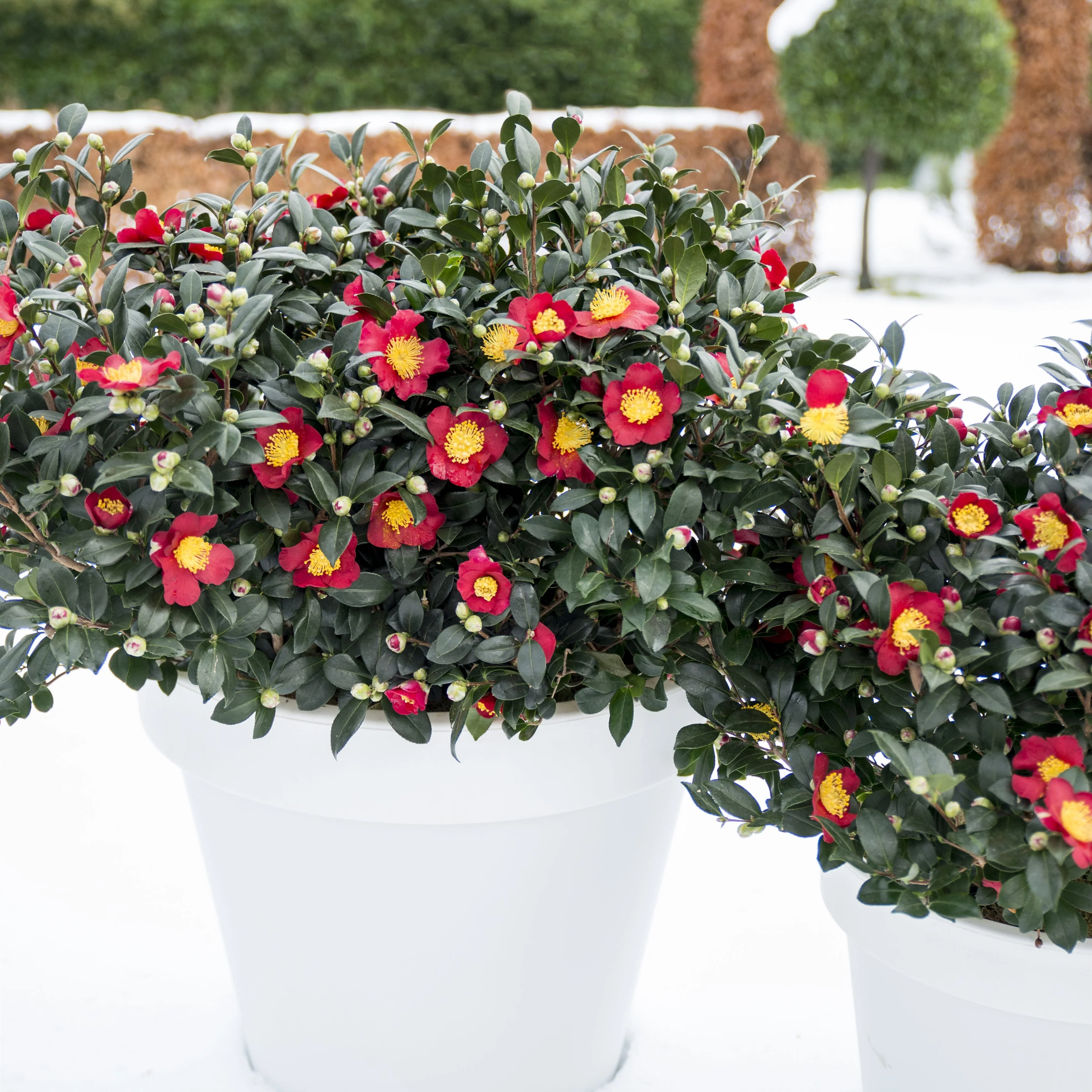 Camellia sas. Yuletide - Image 5