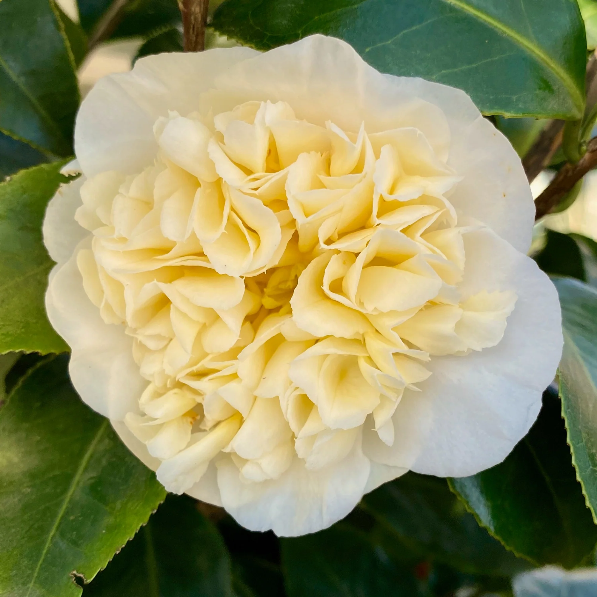 Camellia wil. Jurys Yellow - Image 2