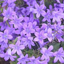 Campanula Catharina