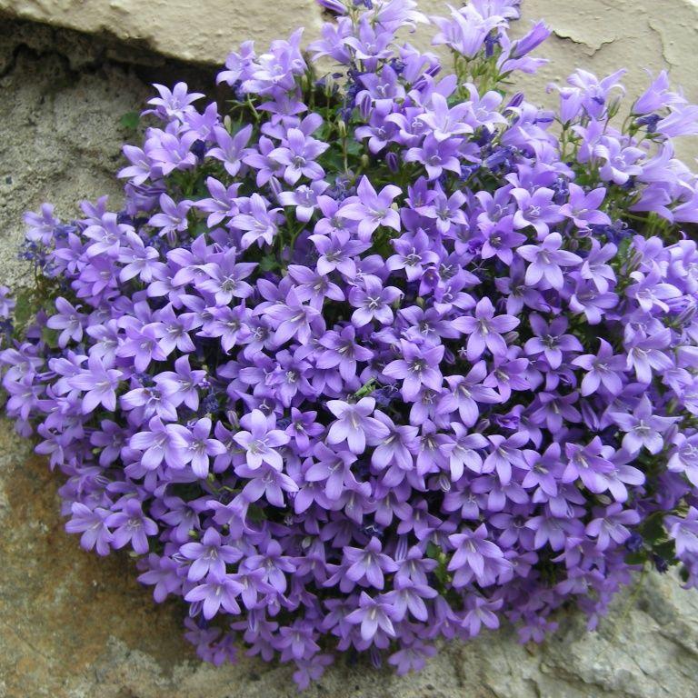 CAMPANULA muralis - Image 2