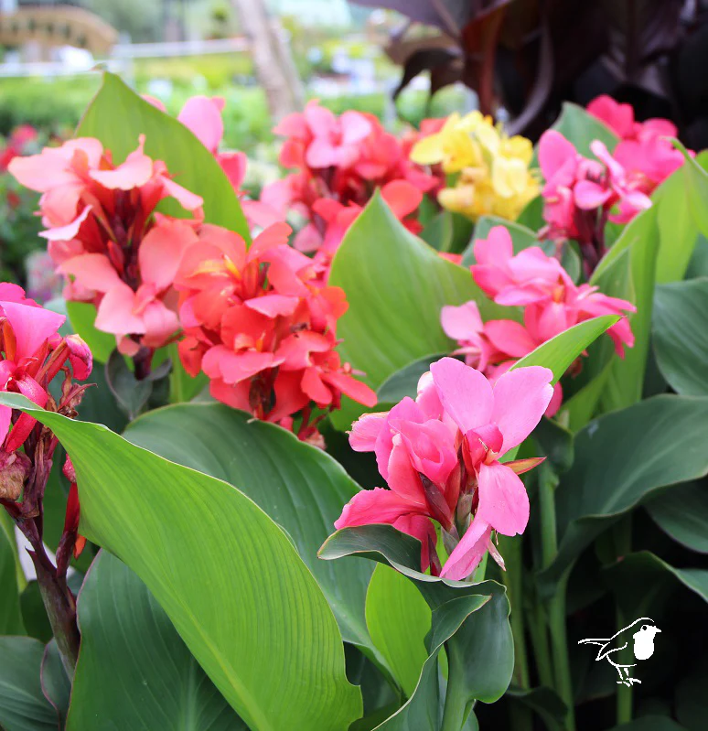 Canna Cannova mix
