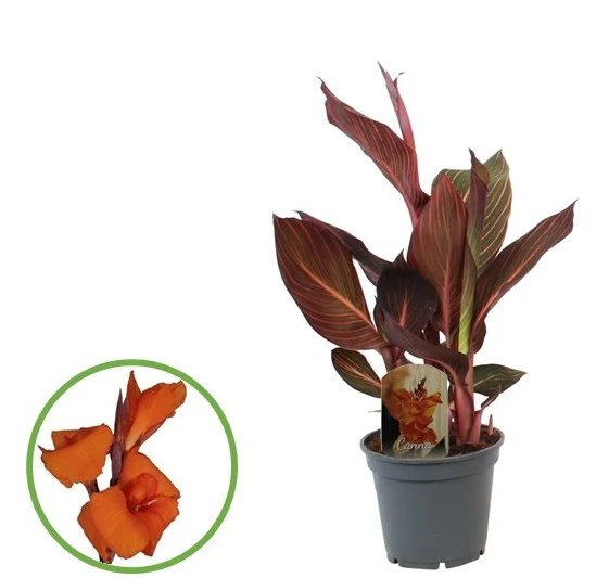 Canna (Island) Durban - Image 3