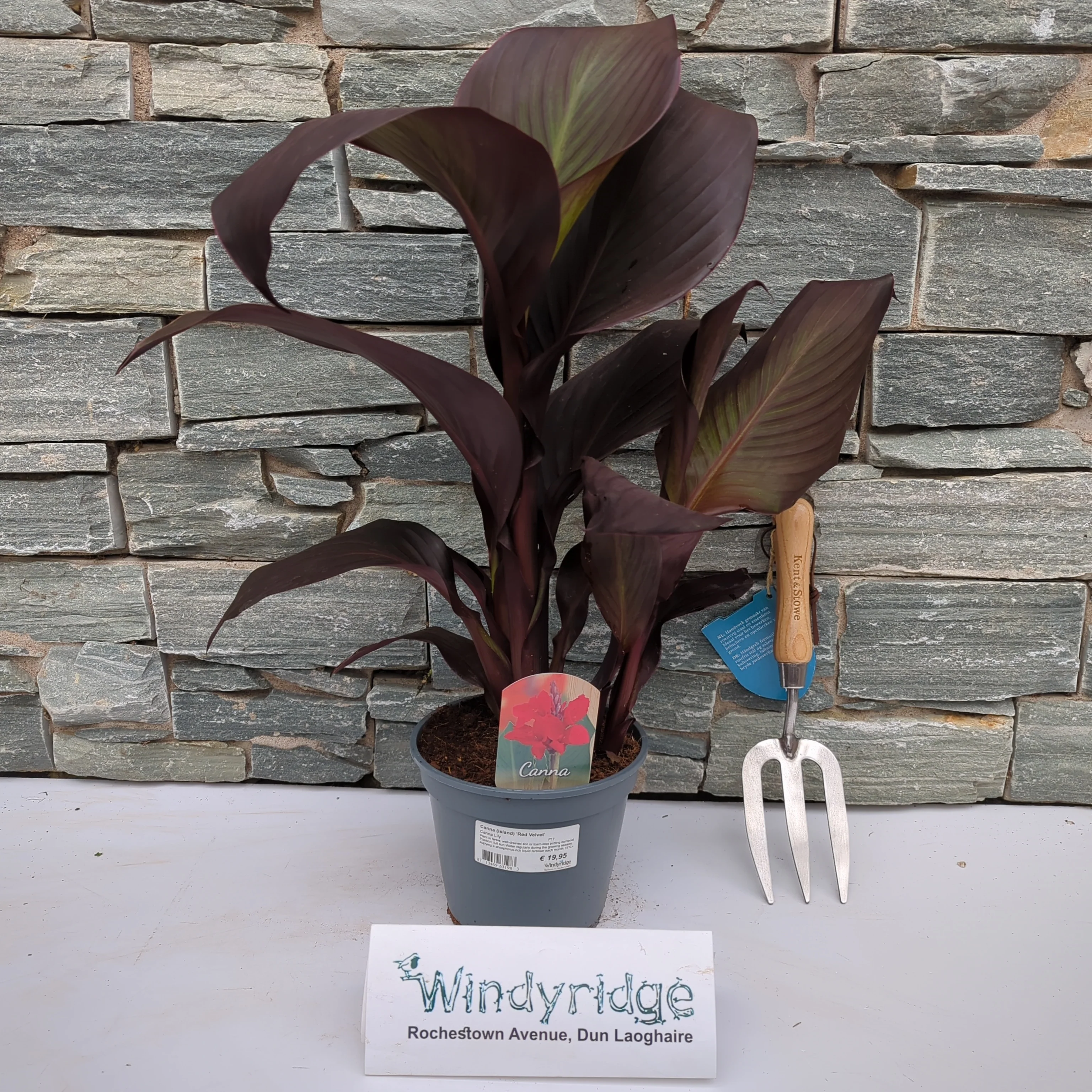 Canna Island Red Velvet (17cm Pot) - Image 2