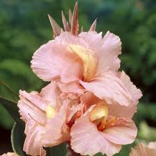 CANNA SALMON BEAUTY 2