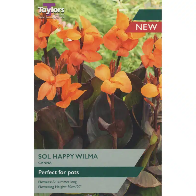CANNA SOL HAPPY WILMA X 1