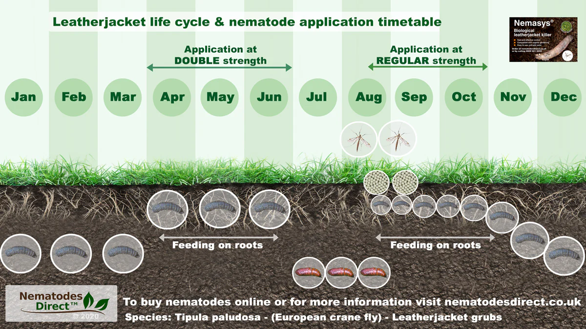 Capsanem leather-jacket/ caterpillar nematodes - Image 3