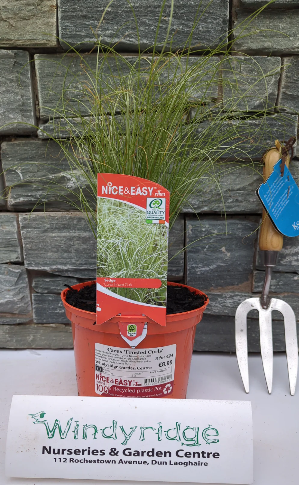 Carex (Frosted Curls) - Image 3