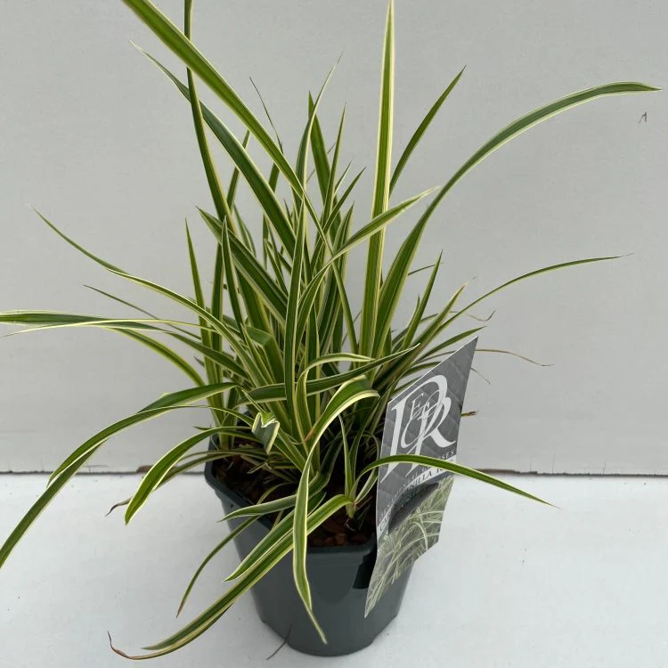 Carex morrowii Vanilla Ice - Image 2
