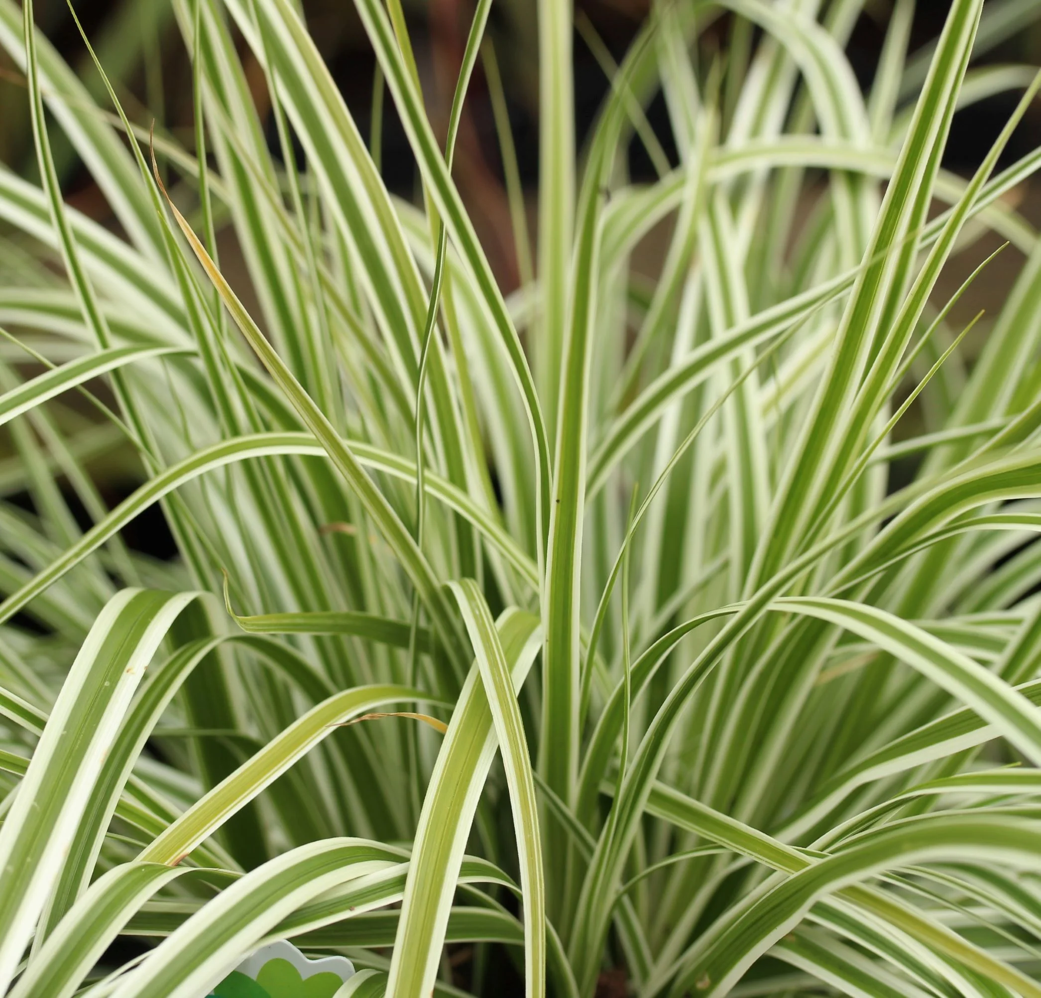 Carex oshimensis Everest