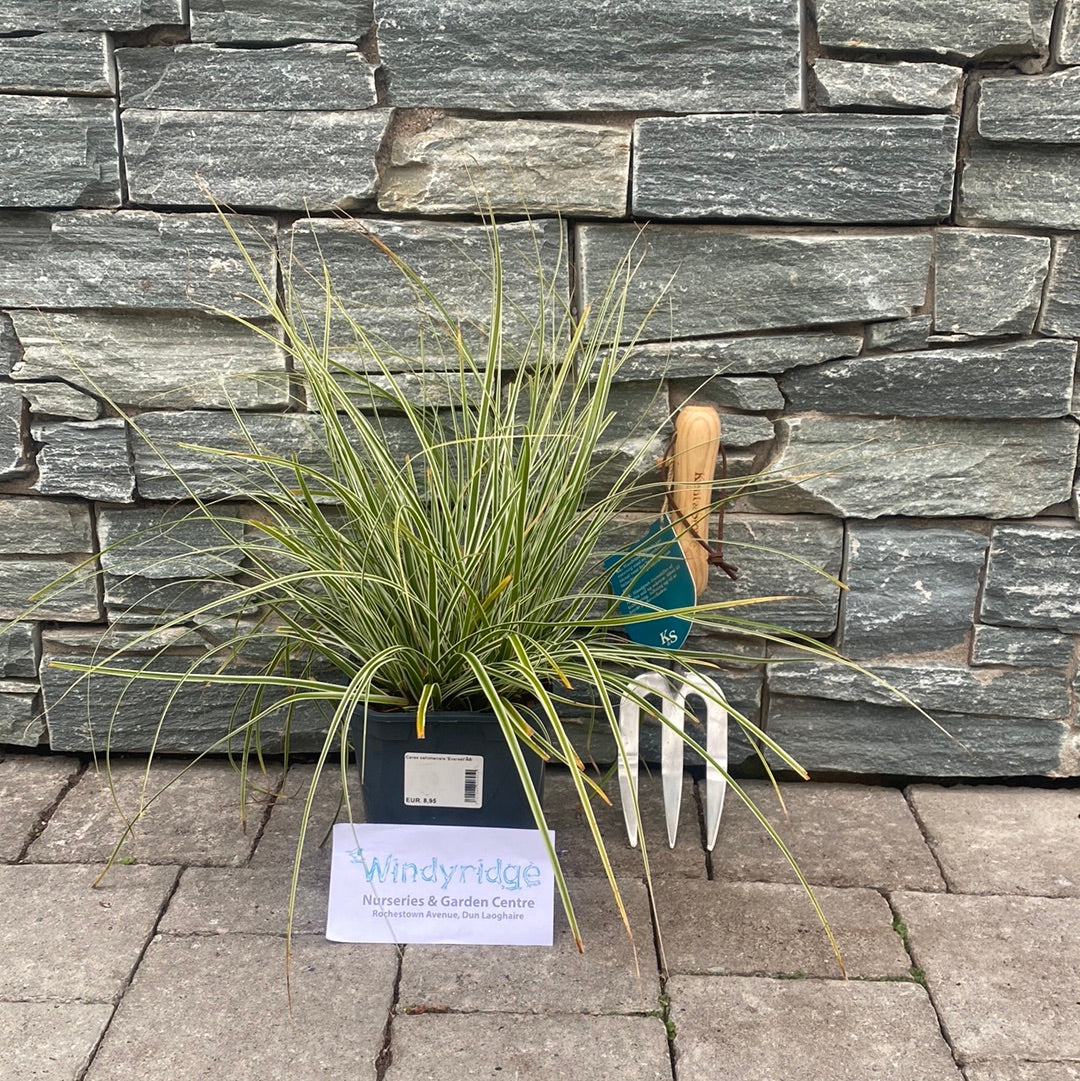Carex Oshimensis (Everest) - Image 2