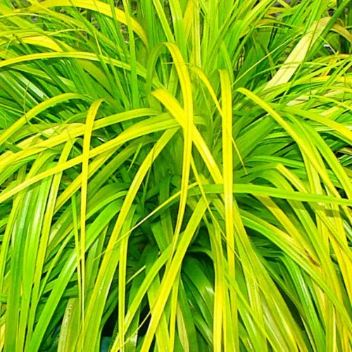 CAREX oshimensis Everillo