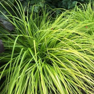 CAREX oshimensis Everillo - Image 2