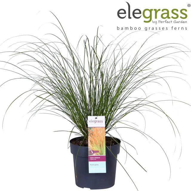 Carex Prairie Fire - Image 2