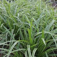 Carex Vanilla Ice