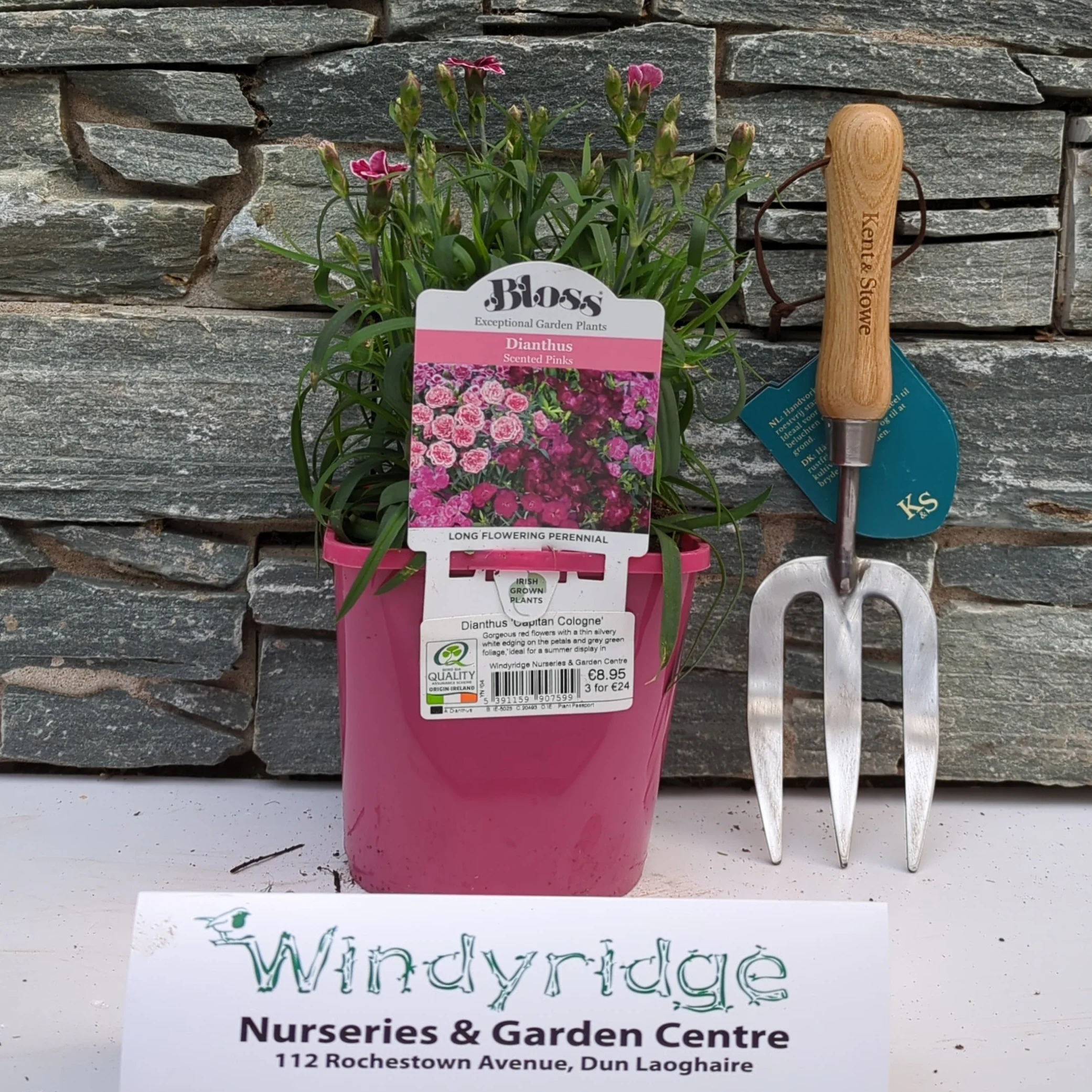 Dianthus Capitán® Cologne